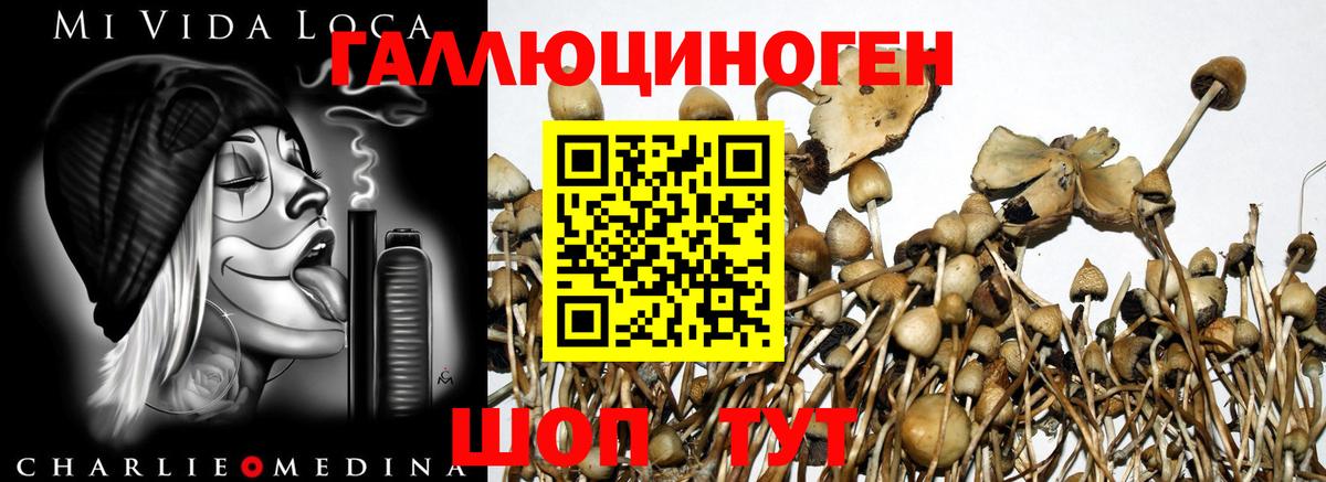 Мурино  Псилоцибиновые грибы GOLDEN TEACHER  Псилоцибиновые грибы GOLDEN TEACHER  купить закладку  Вход с VPN 